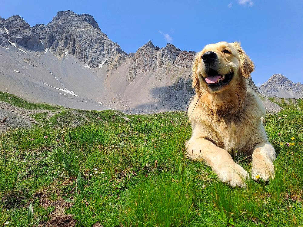 Kali participe au concours pour gagner de l'argent avec cette photo : golden_retriever, dog, canine, pet, meadow, alpine, mountain, grass, wildflowers, blue_sky, sunny, outdoors, happy, smiling, tongue, paws, fur, landscape, nature, portrait