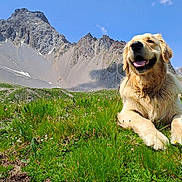 Kali participe au concours pour gagner de l'argent avec cette photo : golden_retriever, dog, canine, pet, meadow, alpine, mountain, grass, wildflowers, blue_sky, sunny, outdoors, happy, smiling, tongue, paws, fur, landscape, nature, portrait