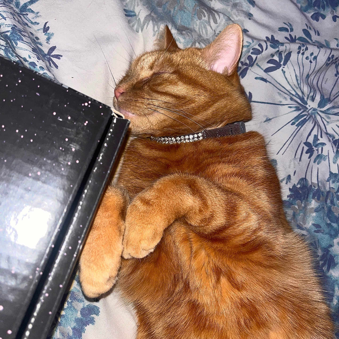 Ruby joined the competition — help win amazing prizes! abyssinian, animal, bed, bedroom, blade, cat, computer, couch, electronics, furniture, indoors, kitten, laptop, manx, pc, person, pet, razor, sleeping, weapon