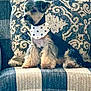 Ruthie joined the competition — help win amazing prizes! dog, pet, bandana, couch, indoor, furniture, window, curtain, plaid, pattern, decor, animal, fur, sitting, small_dog, cute, companion, relaxing, home, cozy