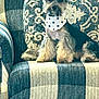 dog, bandana, armchair, cushion, plaid, pattern, pet, indoor, furniture, small_dog, cute, sitting, cozy, decor, window, light, fur, face, portrait, domestic_animal