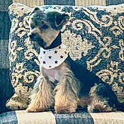 Ruthie joined the competition — help win amazing prizes! dog, small_dog, bandana, star_pattern, fluffy_legs, cushion, patterned_cushion, plaid_blanket, indoor, pet, sitting, furry, cute, cozy, companion, animal, domestic_animal, home, resting, portrait