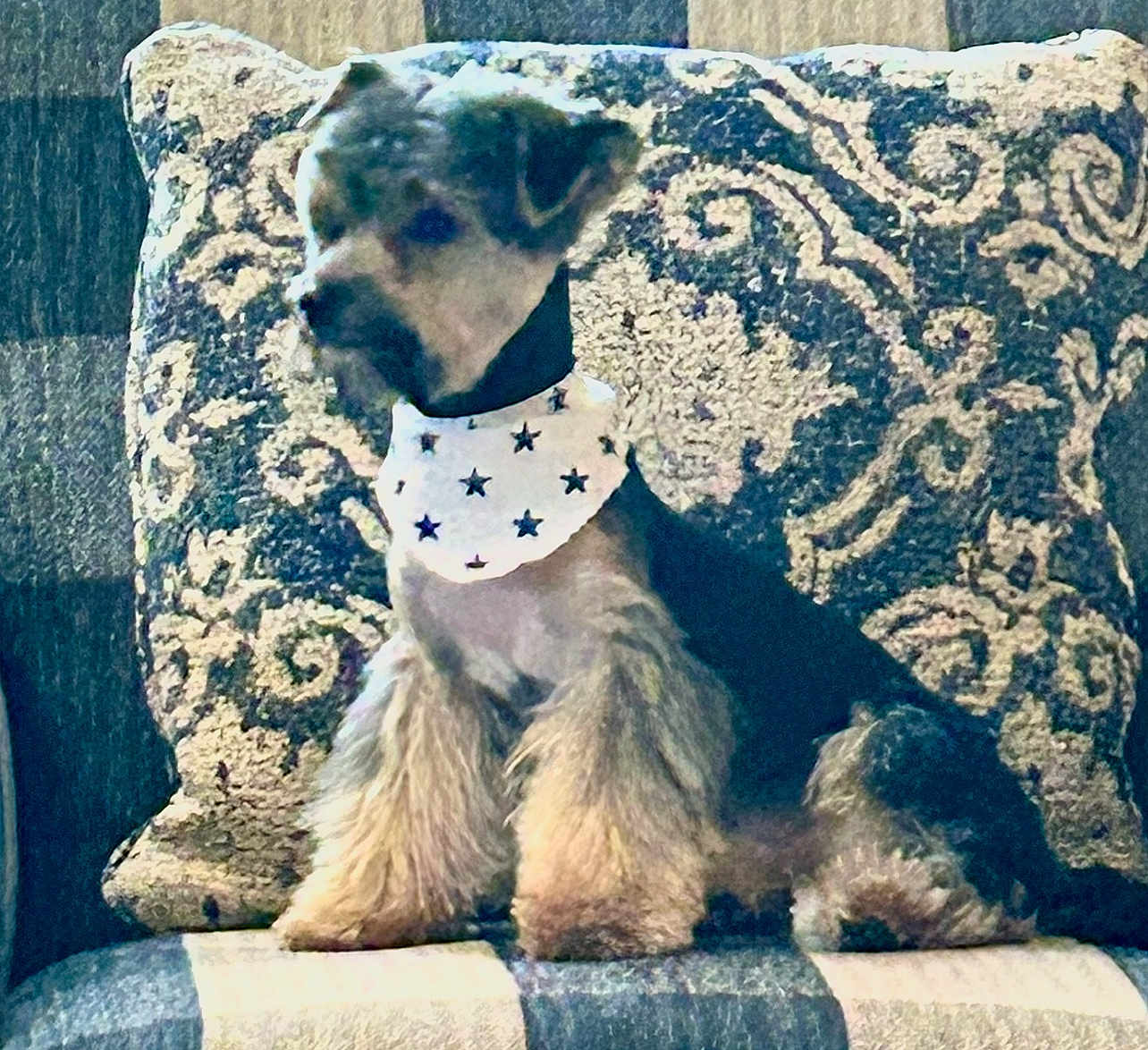 Ruthie joined the competition — help win amazing prizes! dog, small_dog, bandana, star_pattern, fluffy_legs, cushion, patterned_cushion, plaid_blanket, indoor, pet, sitting, furry, cute, cozy, companion, animal, domestic_animal, home, resting, portrait