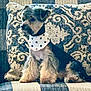 Ruthie is registered to the contest to win money with this photo: dog, small_dog, bandana, star_pattern, fluffy_legs, cushion, patterned_cushion, plaid_blanket, indoor, pet, sitting, furry, cute, cozy, companion, animal, domestic_animal, home, resting, portrait