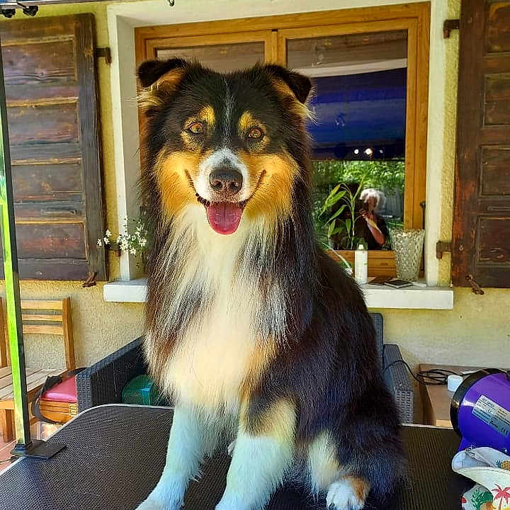 Red Man participe au concours pour gagner de l'argent avec cette photo : brush, canine, chair, cozy, dog, fluffy, fur, happy, house, outdoor, person, pet, plant, reflection, smiling, sunlight, table, tongue_out, window, wooden_shutters