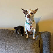 Moss joined the competition — help win amazing prizes! dog, chihuahua, kitten, cat, couch, pet, indoor, animal, furniture, small_dog, tortoiseshell_cat, sitting, resting, cute, companion, domestic_animal, alert, relaxed, wall, collar