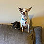 dog, chihuahua, kitten, cat, couch, pet, indoor, animal, furniture, small_dog, tortoiseshell_cat, sitting, resting, cute, companion, domestic_animal, alert, relaxed, wall, collar