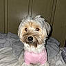 Poppy is registered to the contest to win money with this photo: affenpinscher, animal, ball, bed, bedroom, canine, cockerspaniel, couch, dog, football, furniture, indoors, pet, poodle, puppy, soccer, soccerball, sport, terrier, whitedog