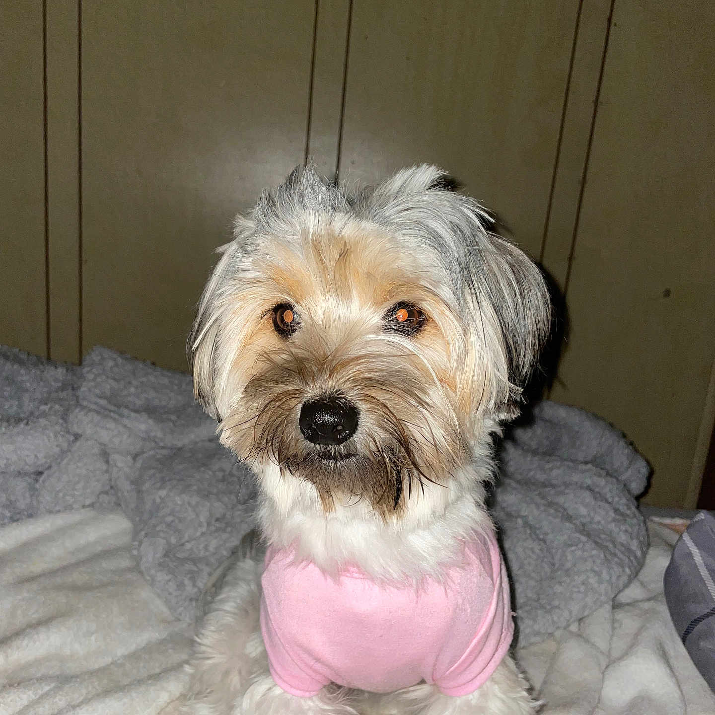Poppy is registered to the contest to win money with this photo: affenpinscher, animal, ball, bed, bedroom, canine, cockerspaniel, couch, dog, football, furniture, indoors, pet, poodle, puppy, soccer, soccerball, sport, terrier, whitedog