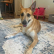 Hayley joined the competition — help win amazing prizes! dog, indoor, carpet, pet, animal, floor, home, furniture, toy, pink, brown, ears, paw, canine, relaxed, smiling, living_room, wood_floor, domestic, cute