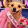 dog, pageant, dress, tiara, sash, bouquet, roses, pink, sparkle, stage, carpet, smiling, pet, crown, necklace, celebration, flower, happy, costume, event