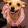 dog, small_dog, chihuahua, pet, pink_dress, bow, necklace, smiling, happy, indoor, bed, blanket, cute, fur, canine, animal, portrait, closeup, adorable, domestic_animal