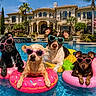 Little Girl joined the competition — help win amazing prizes! dog, pool, sunglasses, inflatable, float, pink, yellow, blue_water, sunny, outdoor, mansion, palmtrees, summer, relaxing, pet, cute, heart_shaped_sunglasses, animal, vacation, playful