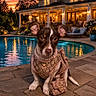 Little Girl is registered to the contest to win money with this photo: dog, pet, pool, sunset, house, fashion, accessory, outdoor, evening, luxury, pavement, animal, cute, gucci, portrait, dog_harness, dog_purse, sky, lighting, relaxation