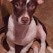 Little Girl is registered to the contest to win money with this photo: dog, puppy, brown, white, ears, sitting, floor, indoor, pet, animal, curious, looking, closeup, cute, canine, young, domestic, portrait, attention, tile