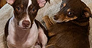 Little Girl is registered to the contest to win money with this photo: dog, two_dogs, brown_dog, white_dog, pet, animal, cute, ears, eyes, blanket, indoor, fur, companion, looking_at_camera, resting, cozy, closeup, portrait, domestic_animal, canine