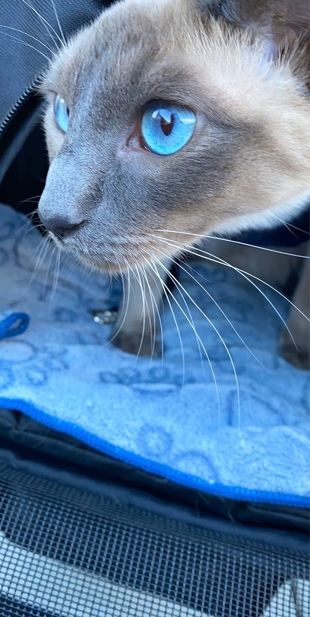 Coco joined the competition — help win amazing prizes! blue, carnivore, cat, close_up, domestic_short_haired_cat, electric_blue, eyelash, fawn, felidae, fluid, fur, liquid, pet_supply, photo_caption, siamese, small_to_medium_sized_cats, snout, terrestrial_animal, whiskers, windshield