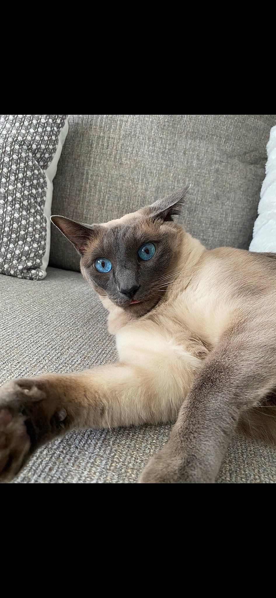 Coco is registered to the contest to win money with this photo: carnivore, cat, comfort, electric_blue, fawn, felidae, fur, iris, siamese, small_to_medium_sized_cats, snout, tail, terrestrial_animal, whiskers