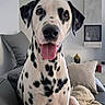 dalmatian, dog, pet, animal, tongue_out, sitting, couch, pillows, blanket, living_room, indoor, friendly, happy, close_up, black_and_white, spots, fur, ears, nose, house