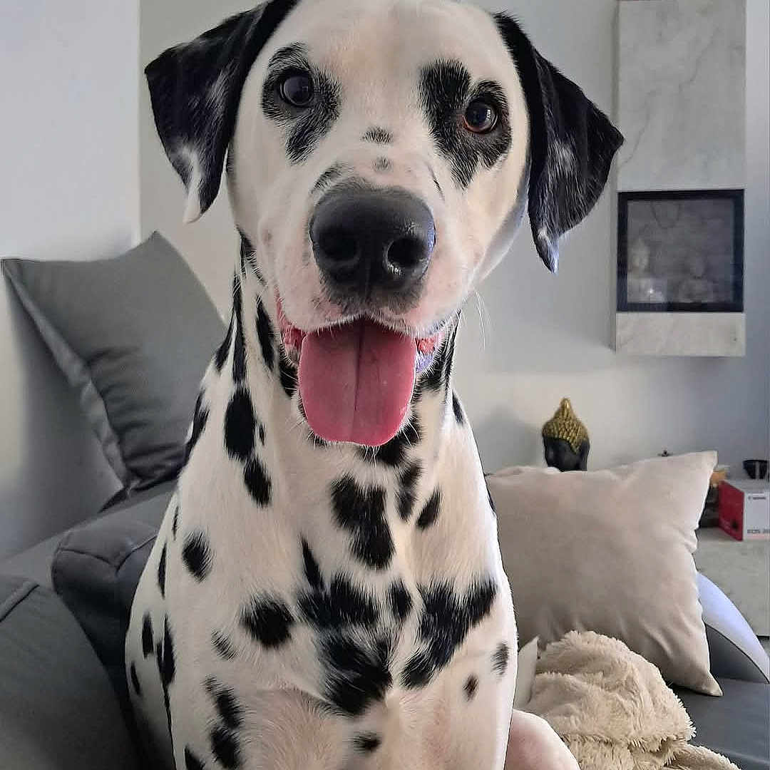 Taīko participe au concours pour gagner de l'argent avec cette photo : dalmatian, dog, pet, animal, tongue_out, sitting, couch, pillows, blanket, living_room, indoor, friendly, happy, close_up, black_and_white, spots, fur, ears, nose, house