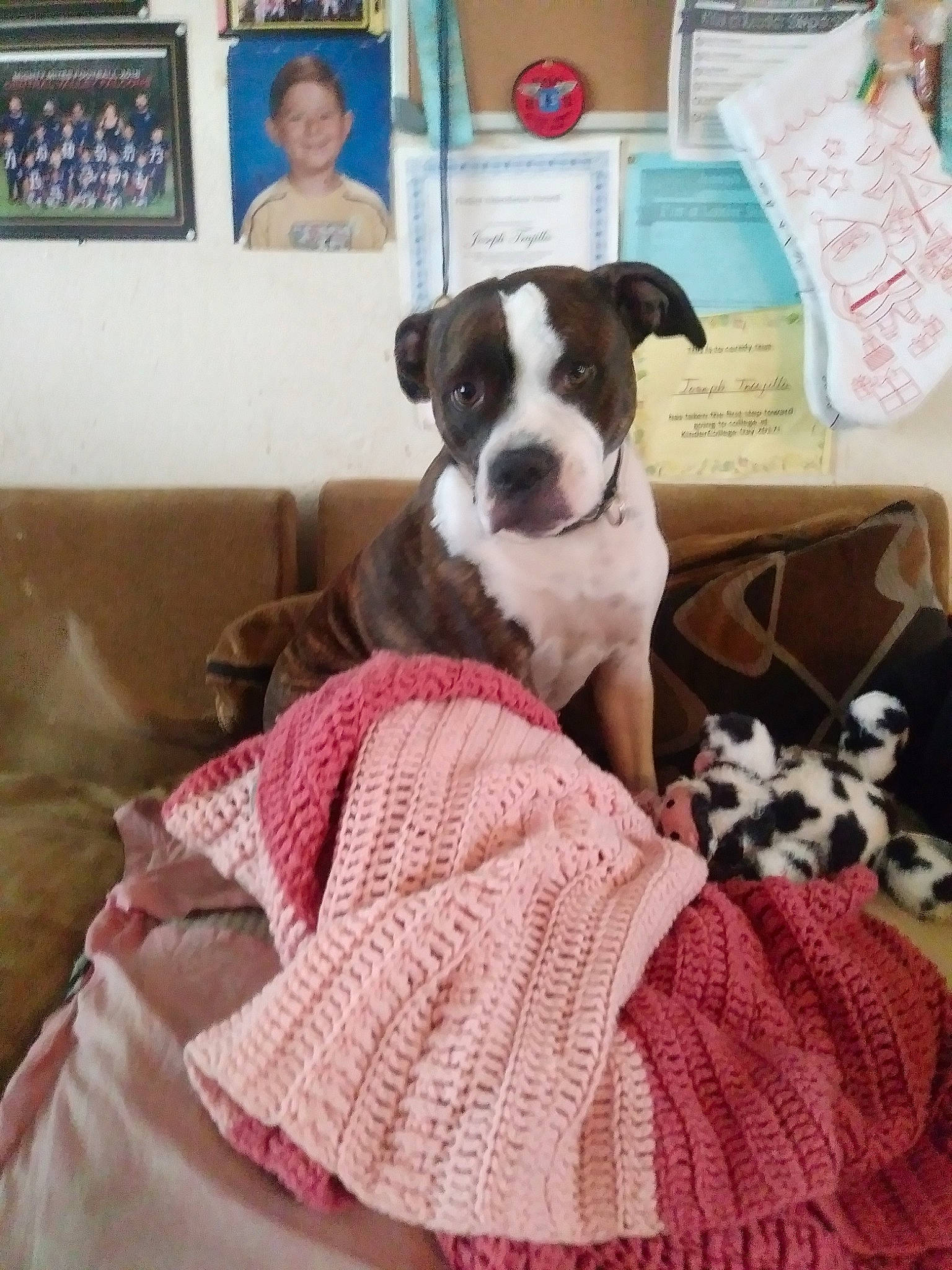 Rosie joined the competition — help win amazing prizes! american_staffordshire_terrier, boston_terrier, canidae, carnivore, companion_dog, dog, dog_breed, fawn, joy, mammal, non_sporting_group, person, puppy