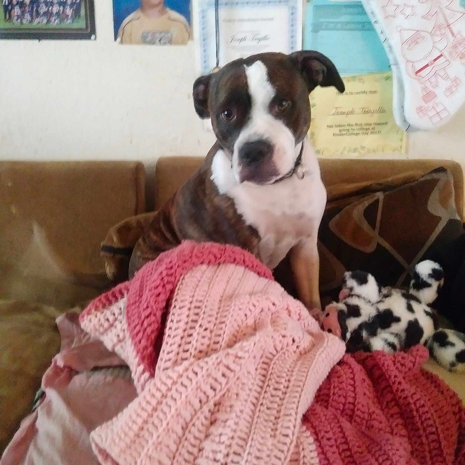 Rosie joined the competition — help win amazing prizes! american_staffordshire_terrier, boston_terrier, canidae, carnivore, companion_dog, dog, dog_breed, fawn, joy, mammal, non_sporting_group, person, puppy