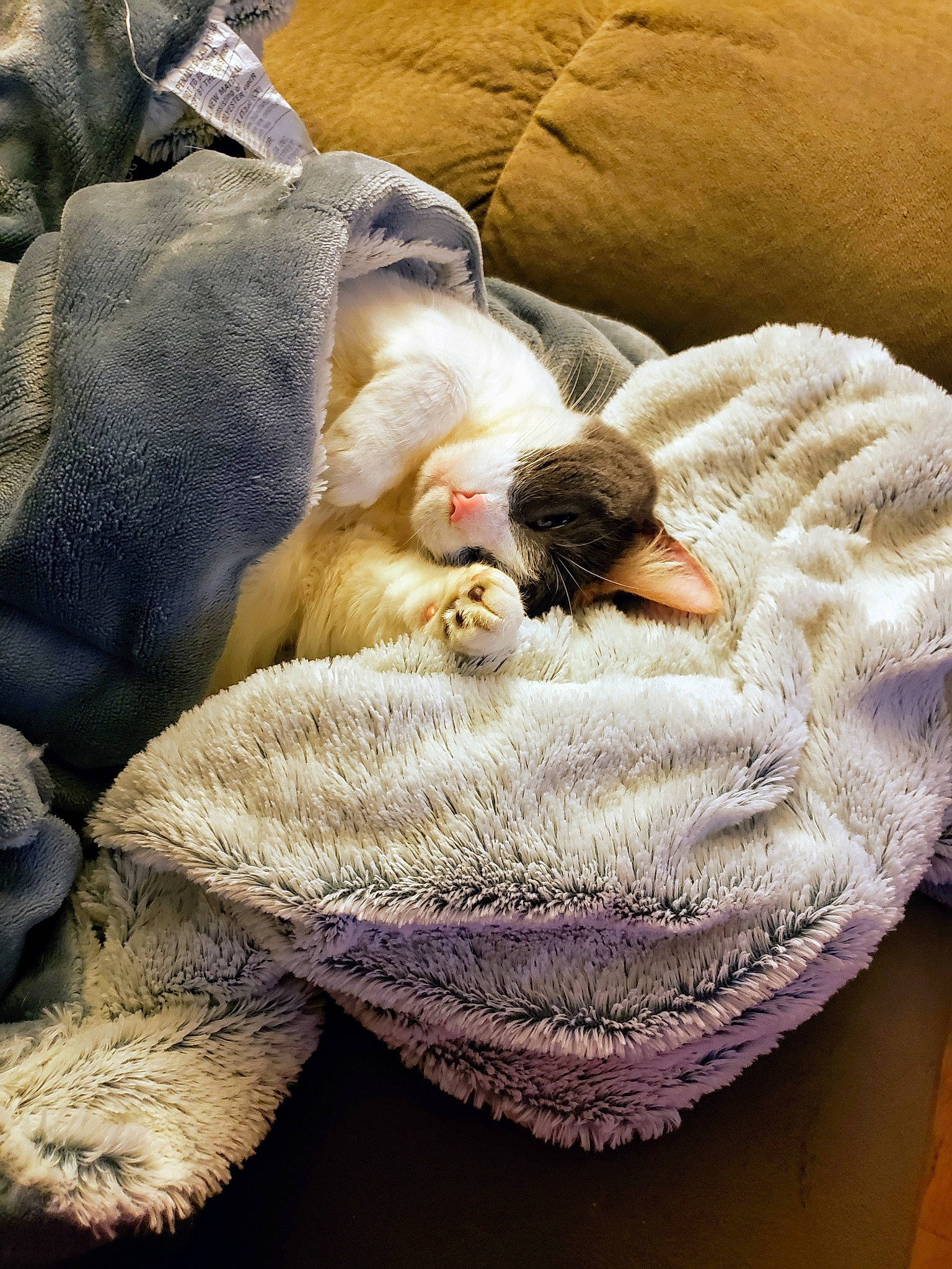 Chloe joined the competition — help win amazing prizes! blanket, carnivore, cat, comfort, ear, fawn, felidae, fur, kitten, nap, paw, sleep, small_to_medium_sized_cats, whiskers