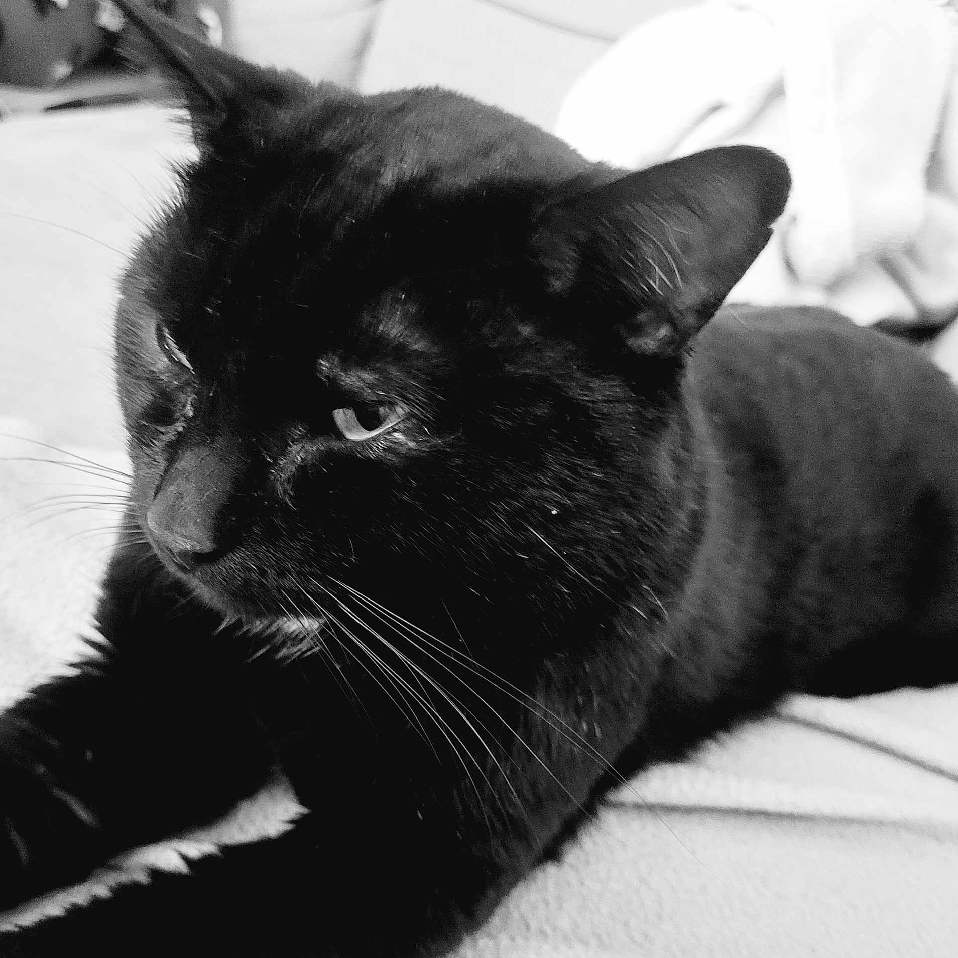 Mimi a rejoint le concours — aidez-le/la à gagner de superbes lots ! animal, blackcat, cat, panther, pet, siamese