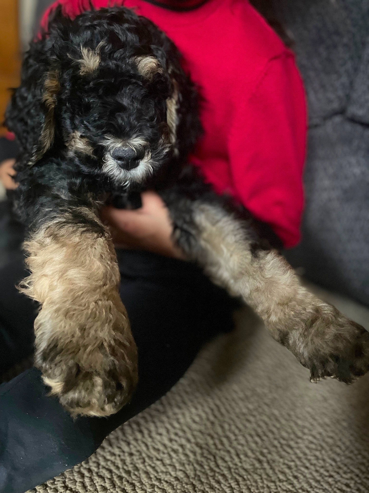 Carlos joined the competition — help win amazing prizes! canidae, carnivore, claw, comfort, companion_dog, dog, dog_breed, fur, labradoodle, nap, paw, puppy_love, small_terrier, snout, sporting_group, tail, terrier, toy_dog, water_dog, working_animal