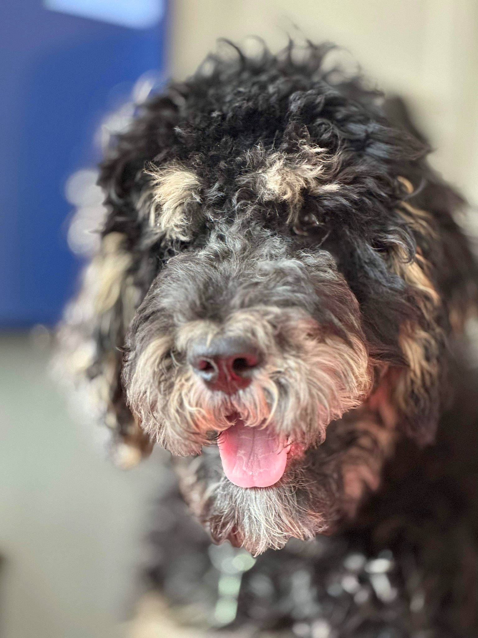 Carlos is registered to the contest to win money with this photo: canidae, carnivore, companion_dog, dog, dog_breed, dog_collar, fur, non_sporting_group, small_terrier, snout, sporting_group, terrier, toy_dog, water_dog, working_animal