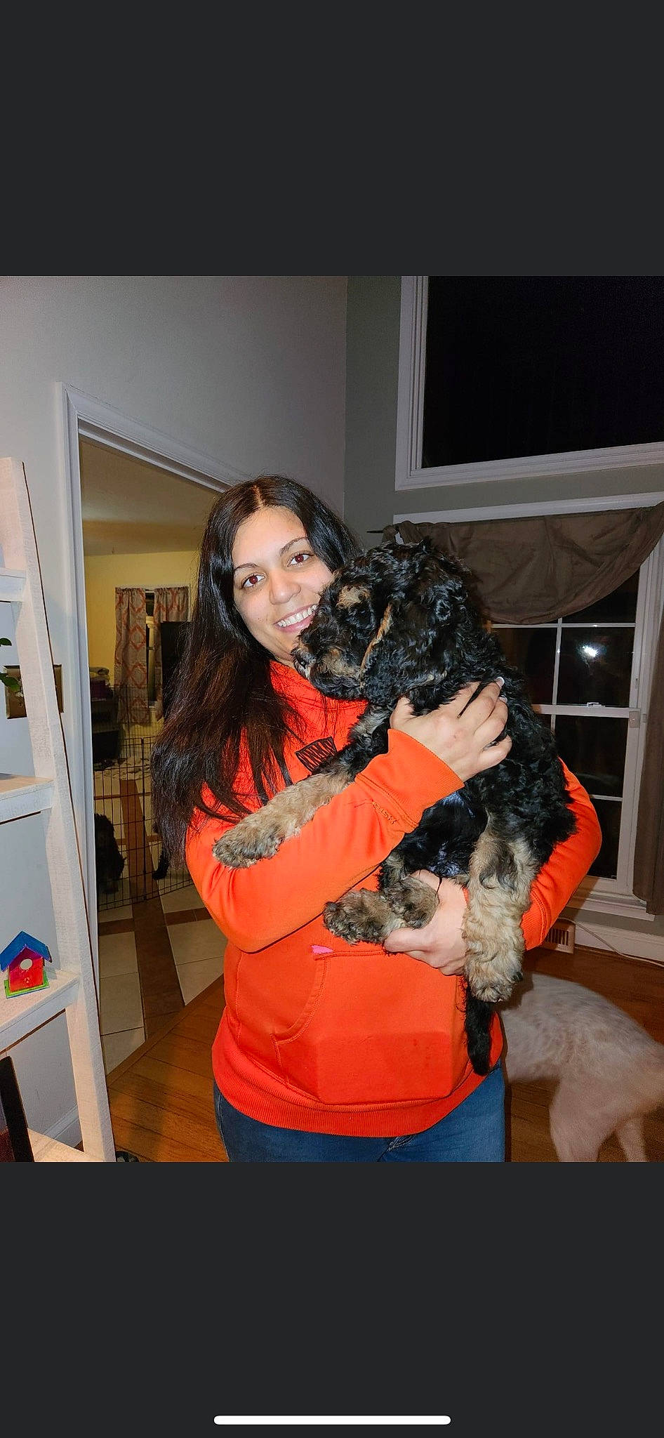 Carlos joined the competition — help win amazing prizes! canidae, carnivore, comfort, companion_dog, dog, dog_breed, door, fawn, fur, guard_dog, hug, picture_frame, shelf, smile, sporting_group, working_animal