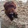 Lottie is registered to the contest to win money with this photo: adorable, animal, beige, brown_fur, cozy, curly_fur, cute, dog, floor, fluffy, indoor, looking_up, natural_light, pet, puppy, rug, sitting, small, textured_rug, young_dog