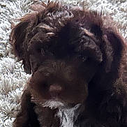 Lottie joined the competition — help win amazing prizes! dog, brown_dog, close_up, blurry, grainy, indoor, carpet, pet, animal, furry, laying_down, fur, canine, mammal, domestic_animal, unfocused, texture, background, close_range, indistinct