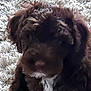 animal, background, blurry, brown_dog, canine, carpet, close_range, close_up, dog, domestic_animal, fur, furry, grainy, indistinct, indoor, laying_down, mammal, pet, texture, unfocused