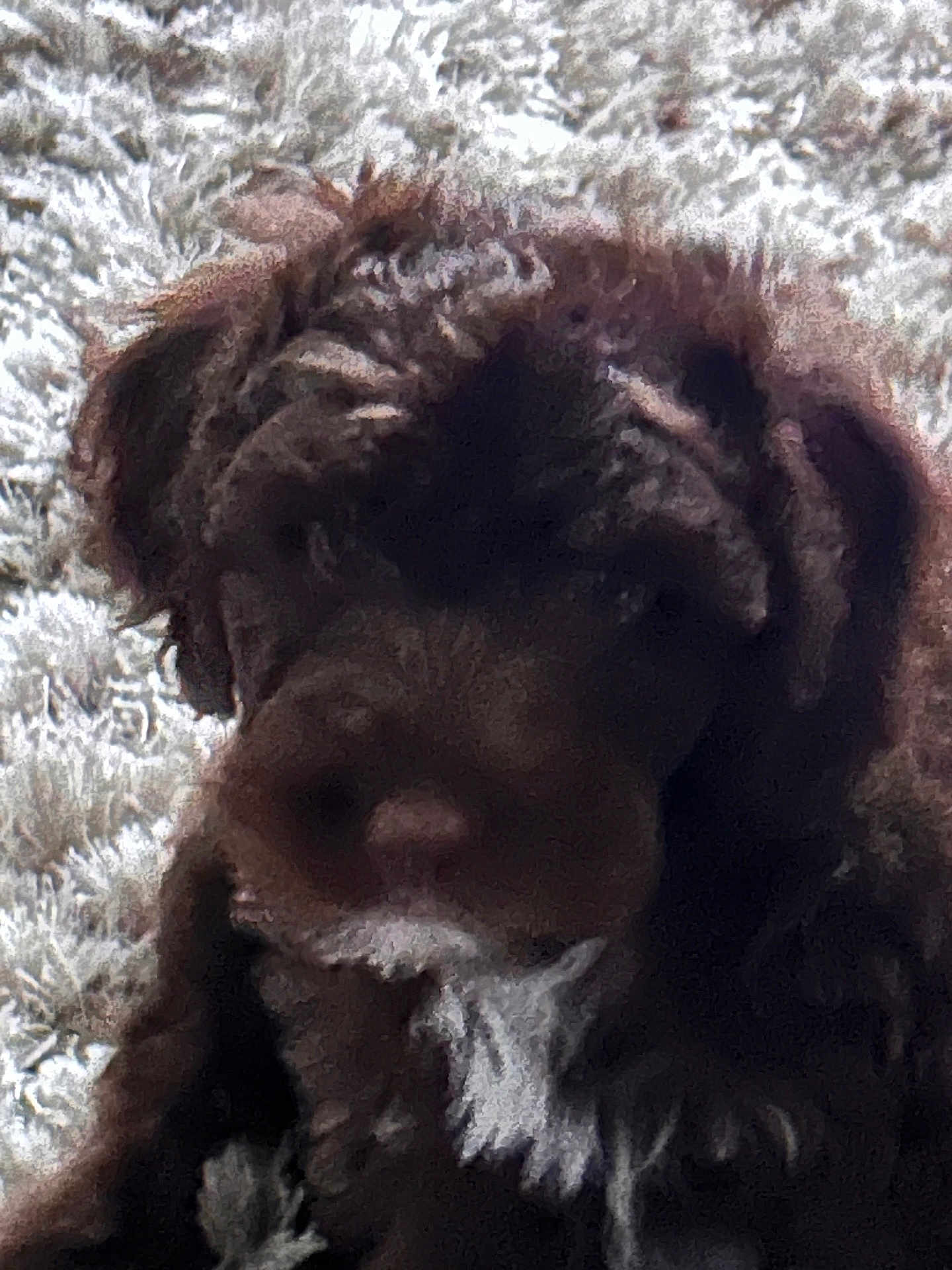 Lottie joined the competition — help win amazing prizes! dog, brown_dog, close_up, blurry, grainy, indoor, carpet, pet, animal, furry, laying_down, fur, canine, mammal, domestic_animal, unfocused, texture, background, close_range, indistinct