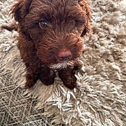 Lottie is registered to the contest to win money with this photo: animal, brown_fur, carpet, close_up, companion, curious, cute, dog, domestic_animal, fluffy, fur, indoors, looking_up, pet, puppy, rug, small, snout, texture, young_dog