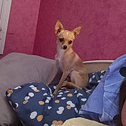 Vino a rejoint le concours — aidez-le/la à gagner de superbes lots ! animal, bed, chihuahua, couch, cozy, cute, dog, domestic, furniture, indoor, patterned_pillow, person, pet, pillow, pink_wall, relaxing, resting, small_dog, tan_dog, yellow_shirt