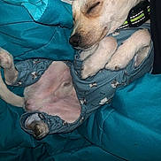 Jax joined the competition — help win amazing prizes! animal, blanket, closeup, collar, covered, cozy, cute, cute_pet, dog, fur, indoors, pajamas, peaceful, pet, puppy, relaxed, resting, sleeping, small_dog, snuggled
