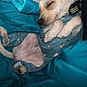 animal, blanket, closeup, collar, covered, cozy, cute, cute_pet, dog, fur, indoors, pajamas, peaceful, pet, puppy, relaxed, resting, sleeping, small_dog, snuggled