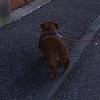 Valdo participe au concours pour gagner de l'argent avec cette photo : asphalt, boxer, canidae, carnivore, dog, dog_breed, fawn, norfolk_terrier, pomeranian, puppy, sporting_group, street_dog, tail, working_dog