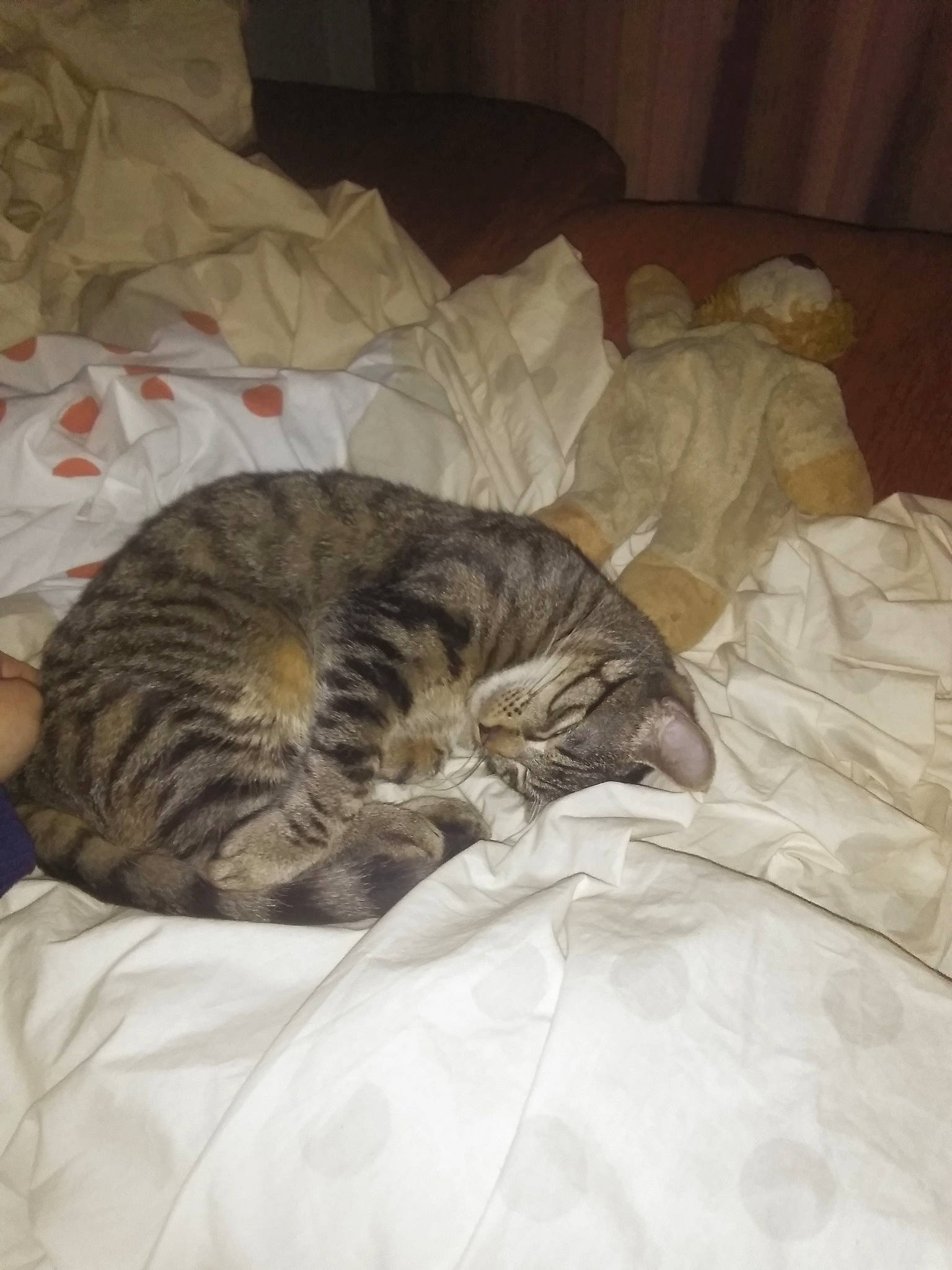 Simba a rejoint le concours — aidez-le/la à gagner de superbes lots ! american_shorthair, asian, bed, bed_sheet, carnivore, cat, comfort, domestic_short_haired_cat, dragon_li, european_shorthair, felidae, fur, furniture, kitten, nap, norwegian_forest_cat, sleep, small_to_medium_sized_cats, tabby_cat, whiskers