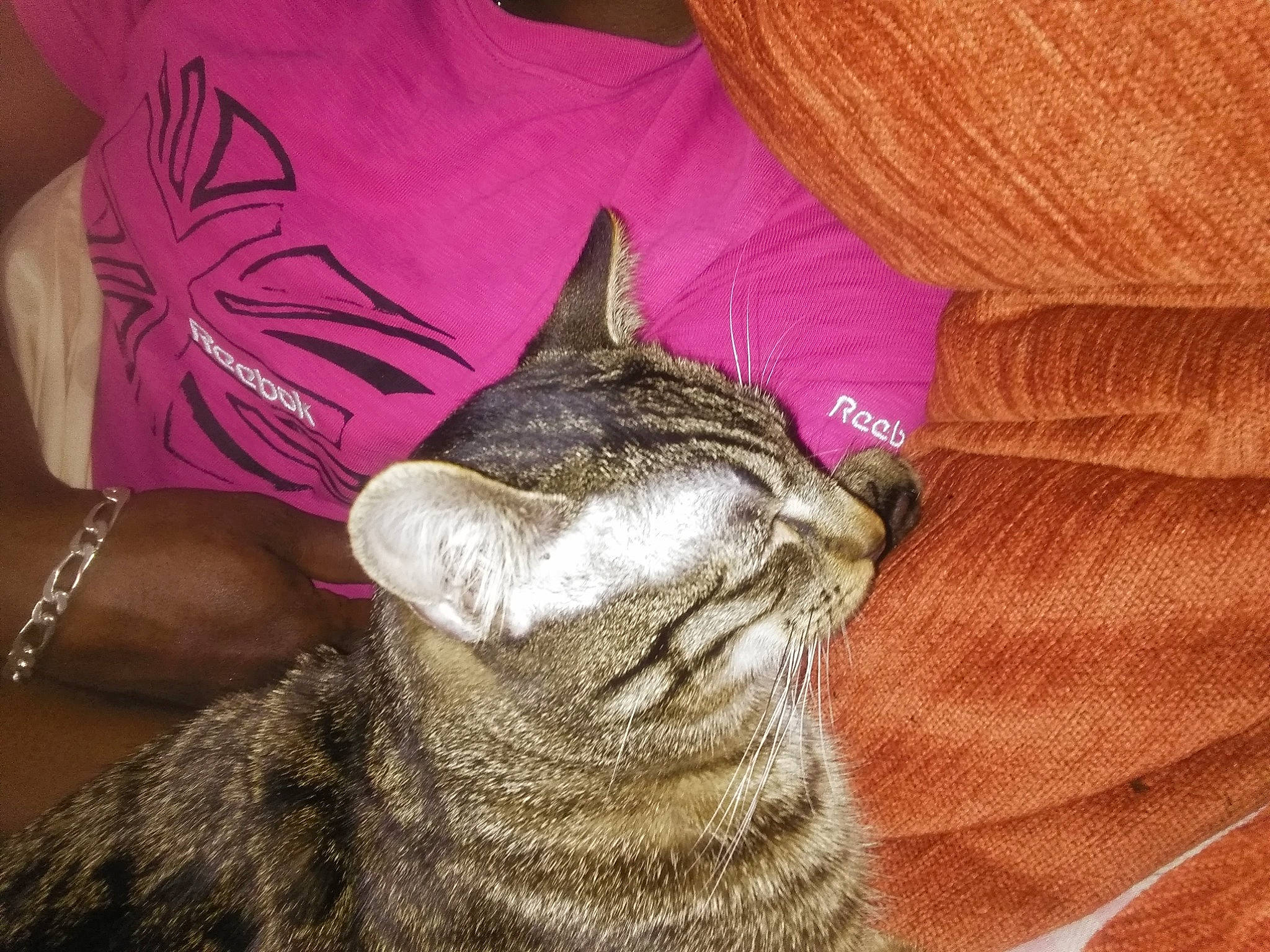 Simba participe au concours pour gagner de l'argent avec cette photo : american_shorthair, asian, california_spangled, carnivore, cat, chausie, domestic_short_haired_cat, dragon_li, ear, european_shorthair, fawn, felidae, fur, german_rex, pixie_bob, small_to_medium_sized_cats, tabby_cat, whiskers