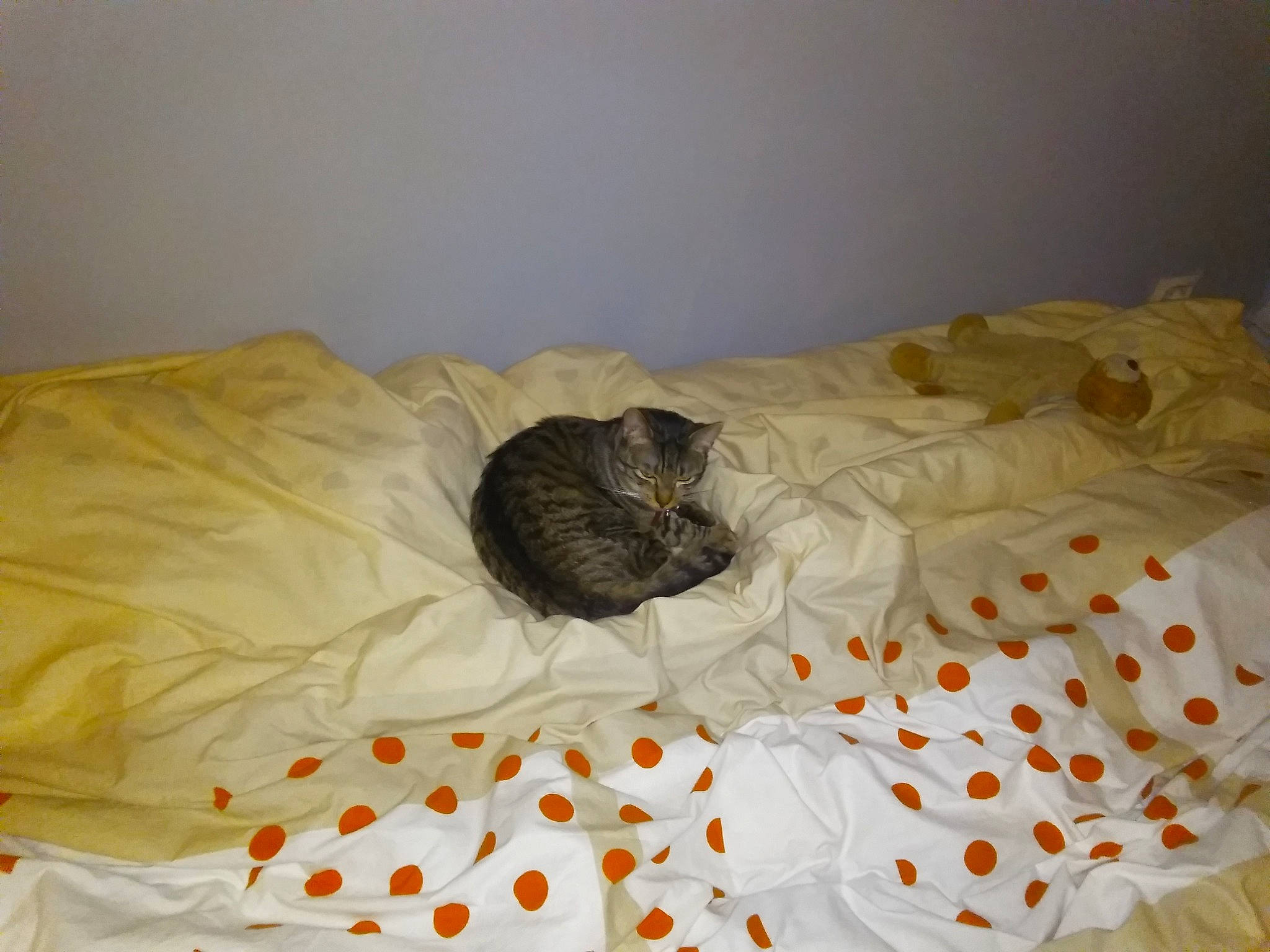 Simba a rejoint le concours — aidez-le/la à gagner de superbes lots ! bed, bed_sheet, cat, degu, fawn, felidae, fur, furniture, linens, nap, room, sleep, small_to_medium_sized_cats, tail, textile, whiskers