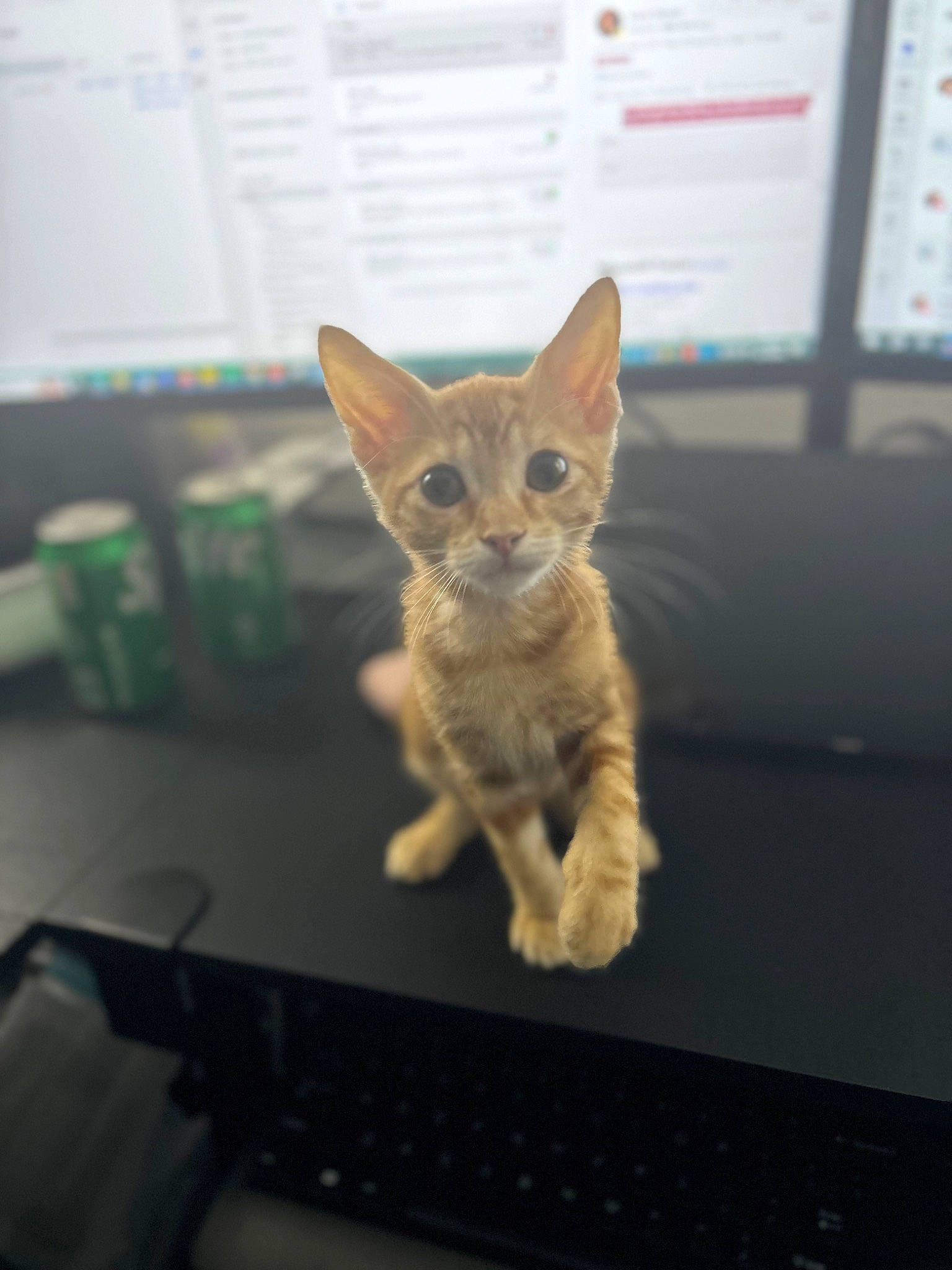 Jax is registered to the contest to win money with this photo: carnivore, cat, claw, computer, computer_keyboard, display_device, domestic_short_haired_cat, fawn, felidae, fur, input_device, paw, peripheral, personal_computer, small_to_medium_sized_cats, snout, space_bar, tail, terrestrial_animal, whiskers