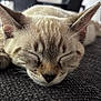Ahura participe au concours pour gagner de l'argent avec cette photo : cat, sleeping, close_up, fur, whiskers, ears, pet, animal, indoor, resting, face, texture, soft, blurred_background, cozy, domestic, cute, peaceful, relaxed, mammal