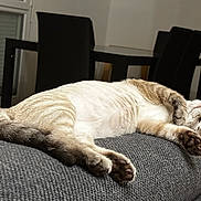 Ahura participe au concours pour gagner de l'argent avec cette photo : cat, sleeping, couch, indoor, furniture, relaxed, pet, animal, domestic, cozy, paw, fur, whiskers, table, chair, home, resting, gray, beige, living_room