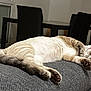 cat, sleeping, couch, indoor, furniture, relaxed, pet, animal, domestic, cozy, paw, fur, whiskers, table, chair, home, resting, gray, beige, living_room