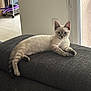 cat, feline, pet, indoor, couch, furniture, relaxed, light_fur, blue_eyes, window, home_interior, soft_light, lounging, domestic_animal, tail, ears, paws, texture, resting, cozy