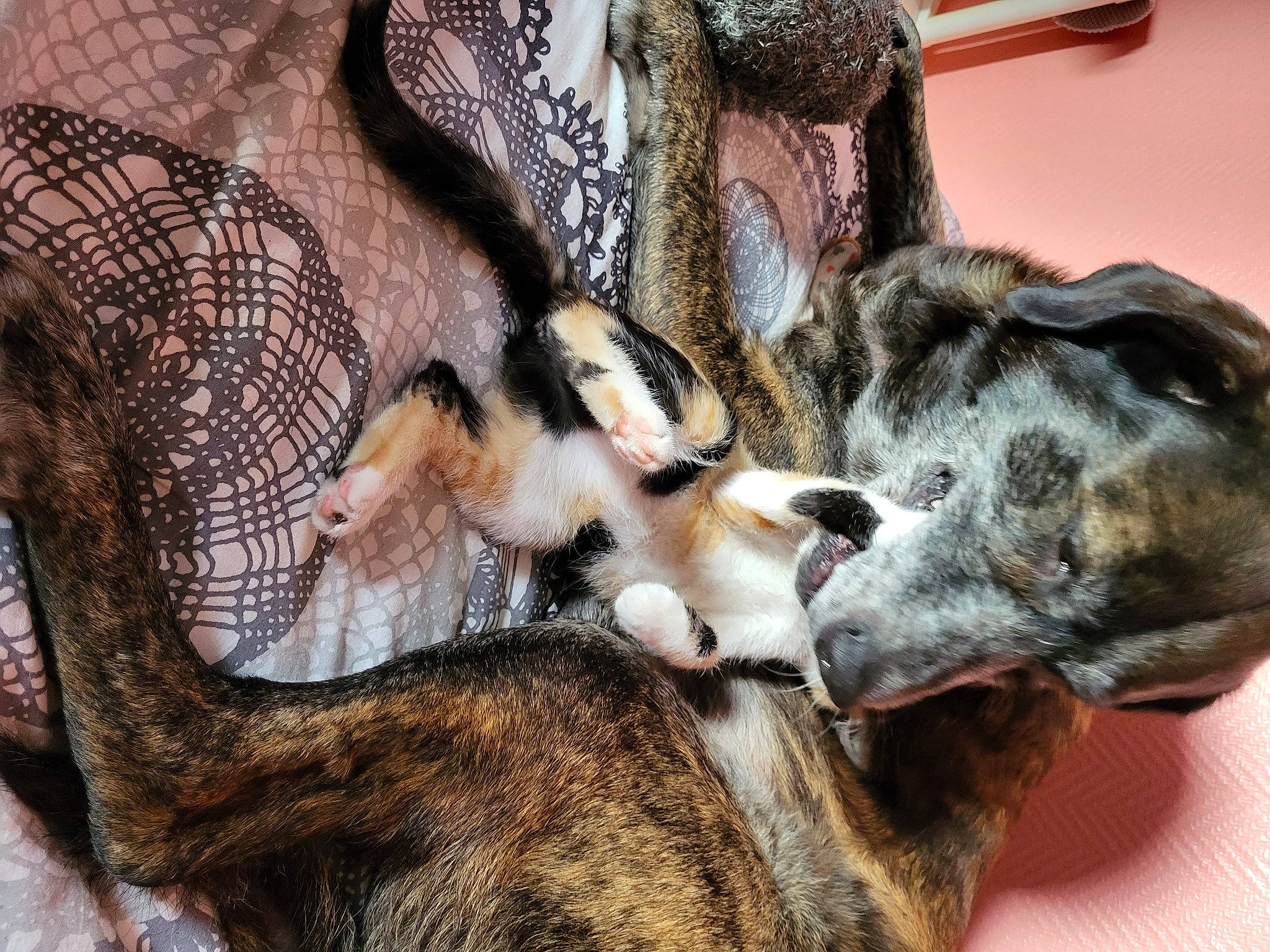 Corail participe au concours pour gagner de l'argent avec cette photo : carnivore, comfort, companion_dog, dog, dog_breed, ear, fawn, felidae, fur, german_shepherd_dog, guard_dog, nap, paw, small_to_medium_sized_cats, snout, sporting_group, street_dog, tail, vertebrate, whiskers