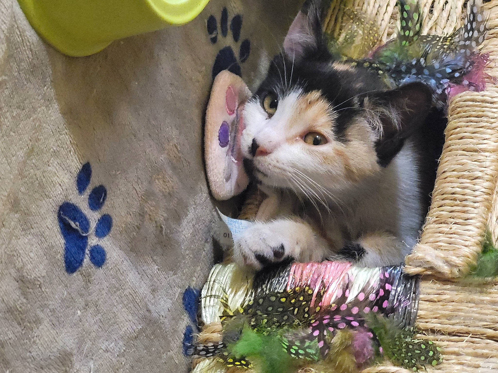 Corail a rejoint le concours — aidez-le/la à gagner de superbes lots ! art, carnivore, cat, claw, domestic_short_haired_cat, fawn, felidae, flooring, foot, fur, grass, pattern, paw, photo_caption, plant, small_to_medium_sized_cats, tail, tree, whiskers